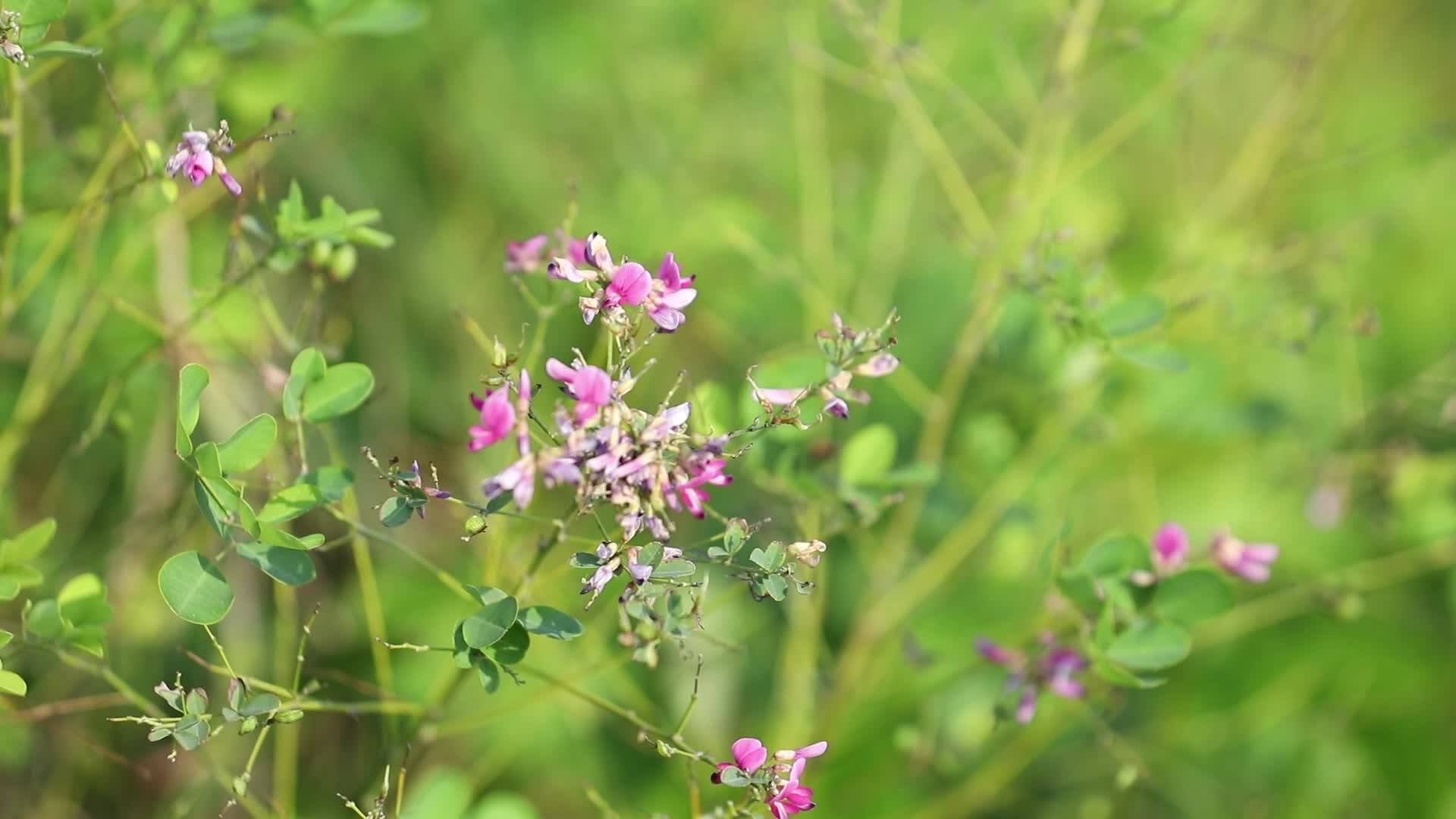 一组林间粉色花朵视频的预览图
