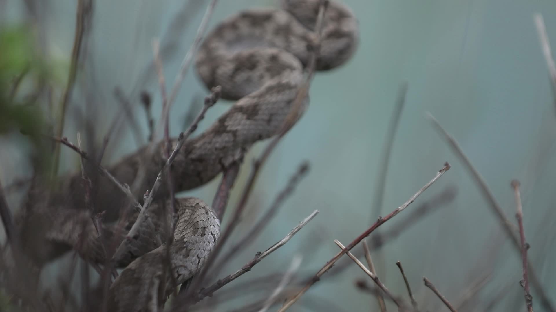 蝮蛇盘踞在树枝上视频的预览图