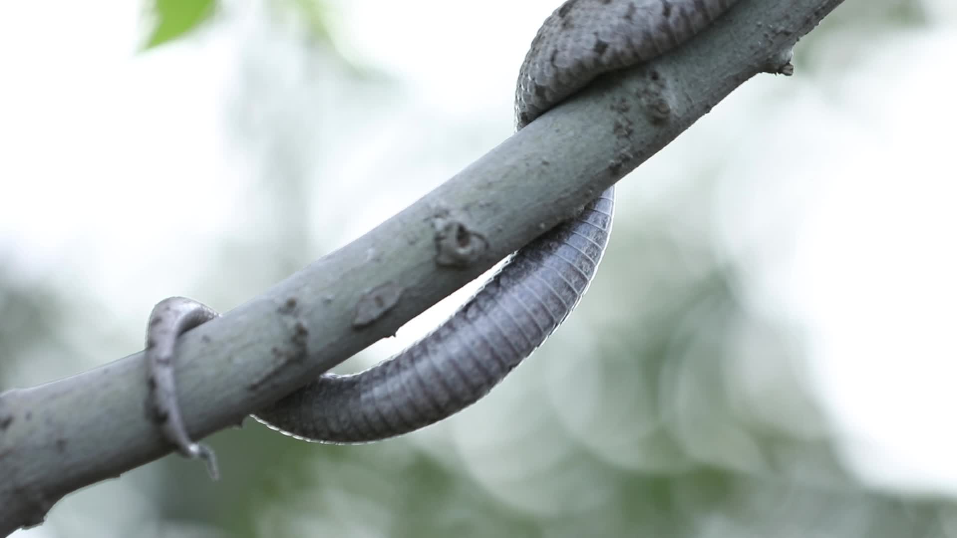 蝮蛇盘踞隐藏在树枝中视频的预览图