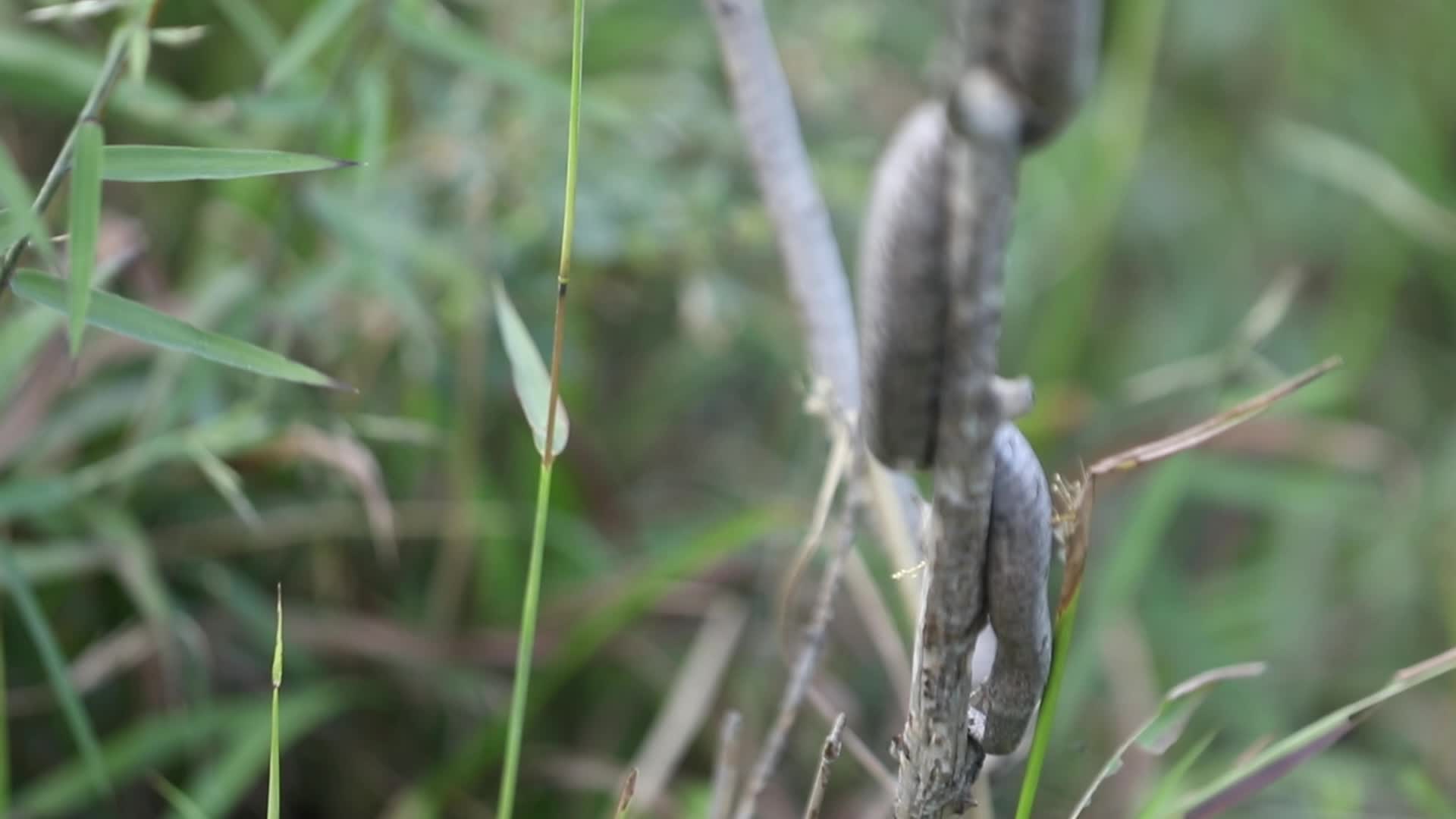 蝮蛇盘踞隐藏在树枝中视频的预览图