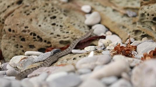 蝮蛇在岩石缝隙中快速爬行视频的预览图