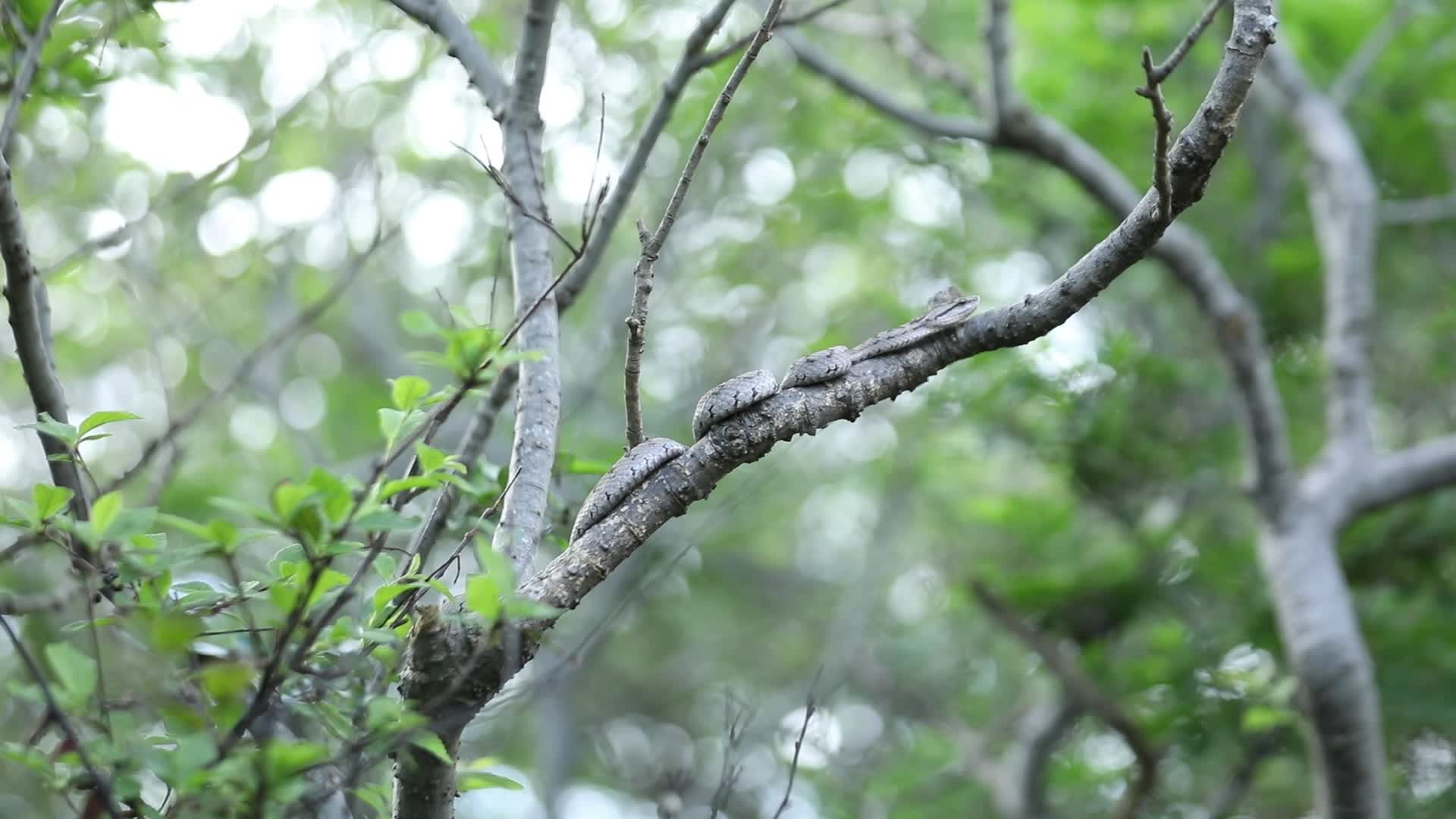 蝮蛇盘踞隐藏在树枝之中视频的预览图