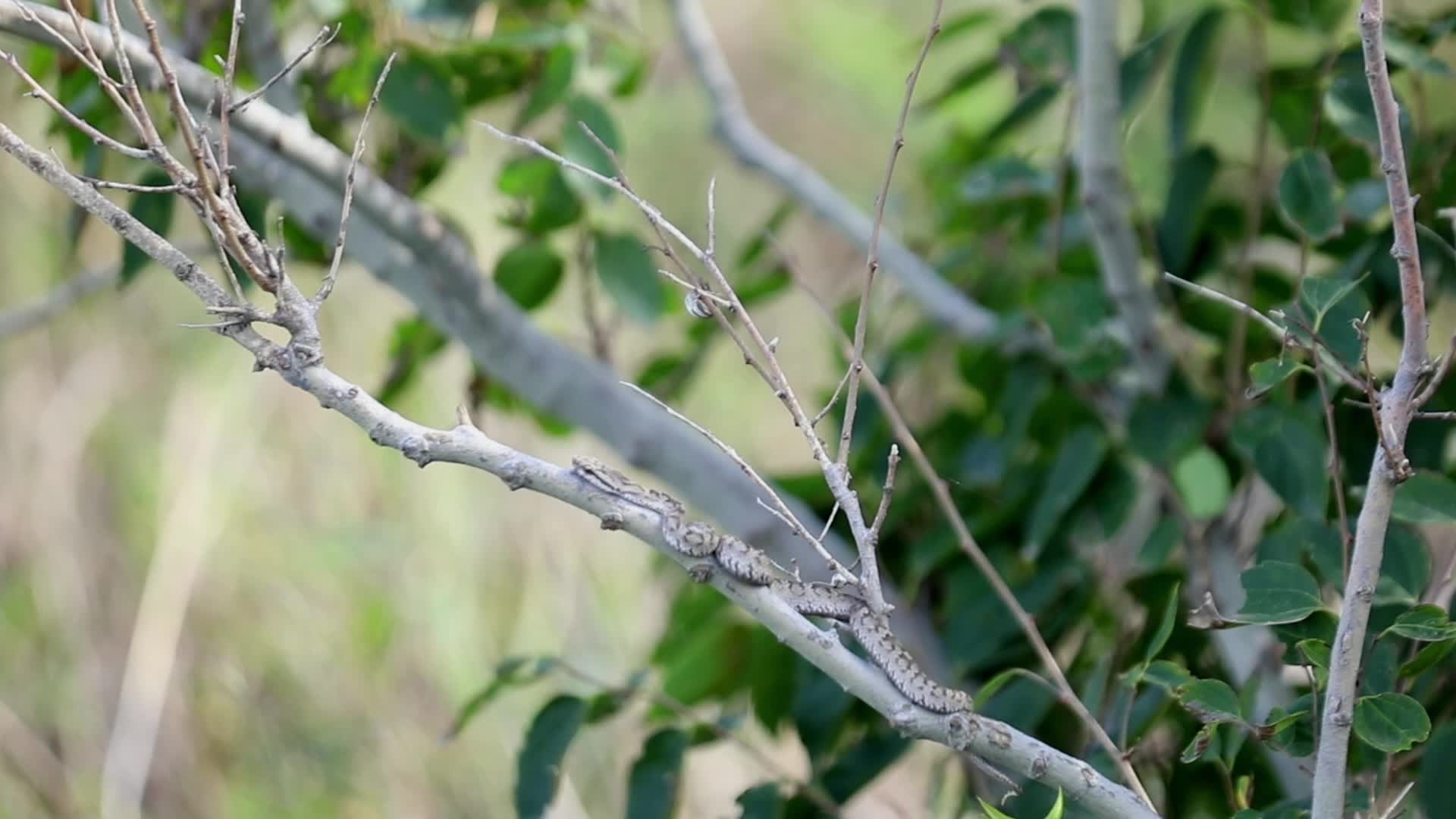 蝮蛇隐藏在树枝上视频的预览图