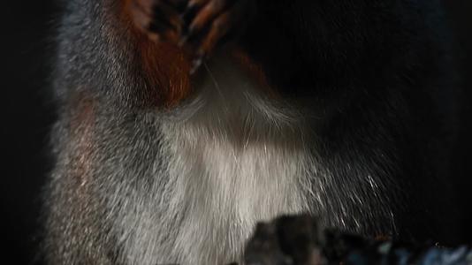 松鼠森林觅食吃食特写合集视频的预览图