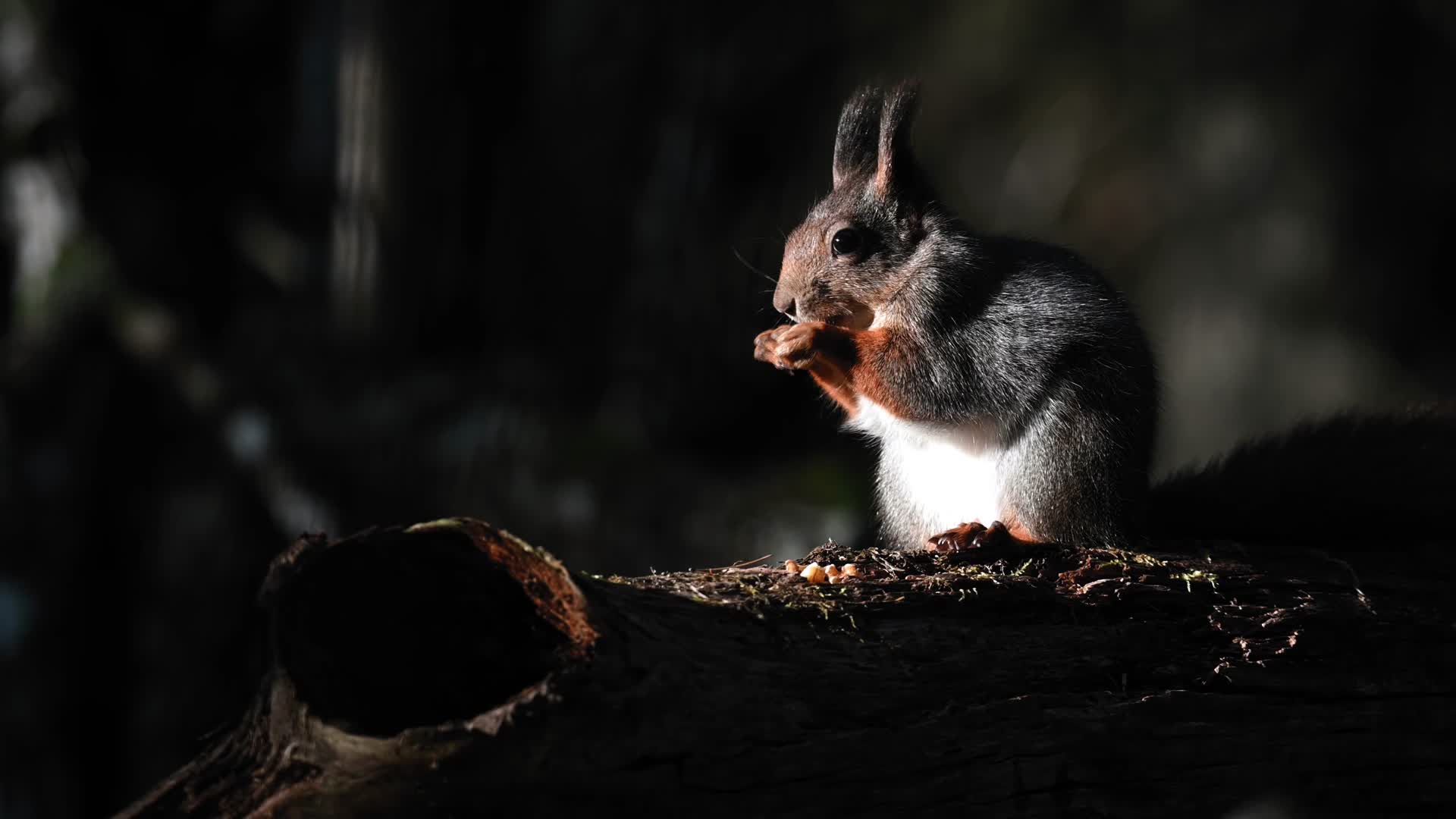 松鼠森林觅食吃食特写合集视频的预览图