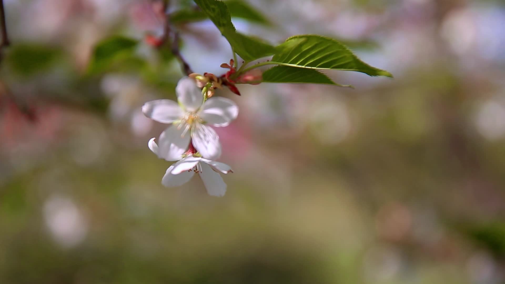 自然风景春季花草树叶实景拍摄合集视频的预览图