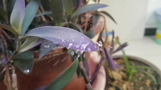 慢镜头水滴溅落在花的叶片上视频的预览图