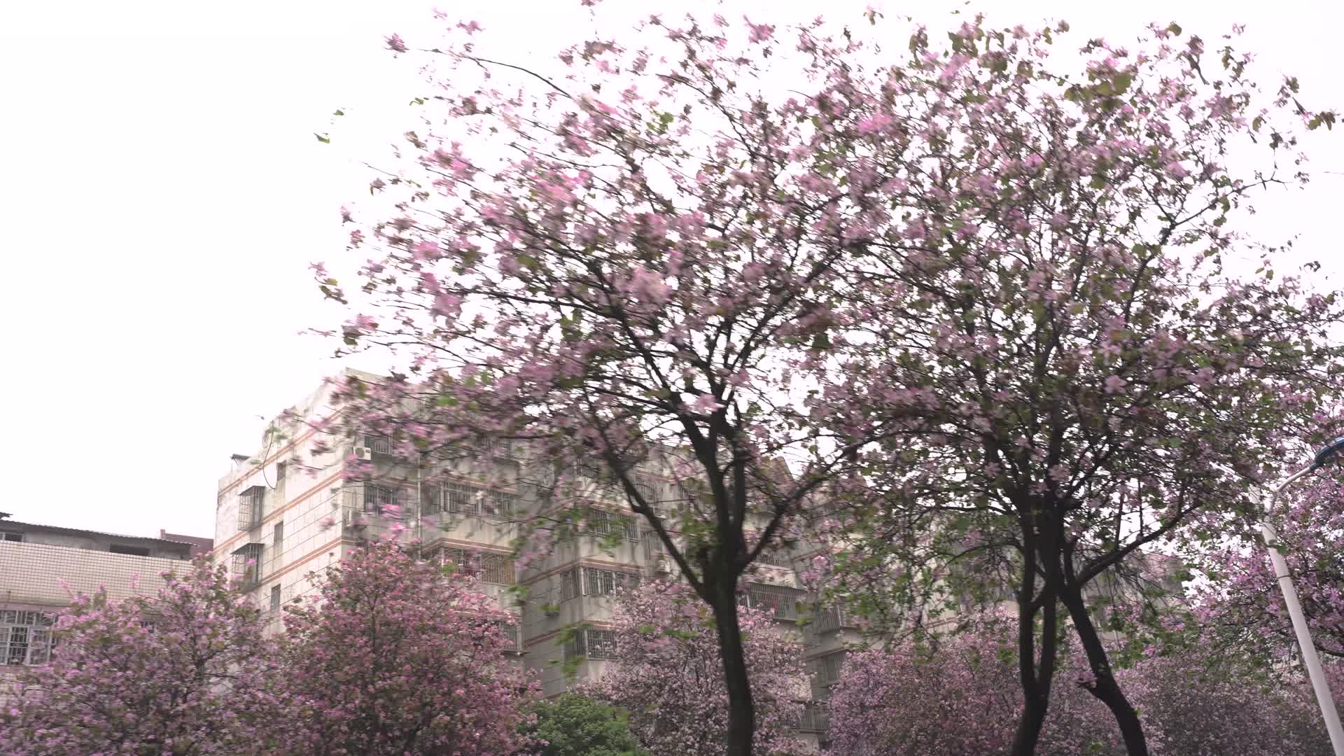 4K拍摄柳州紫荆花视频的预览图