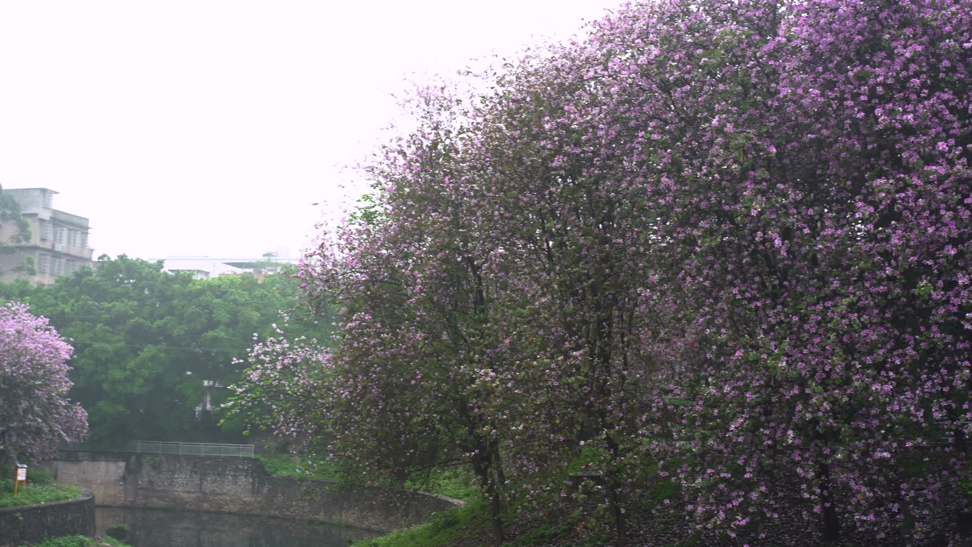 4K拍摄柳州雨中紫荆花视频的预览图