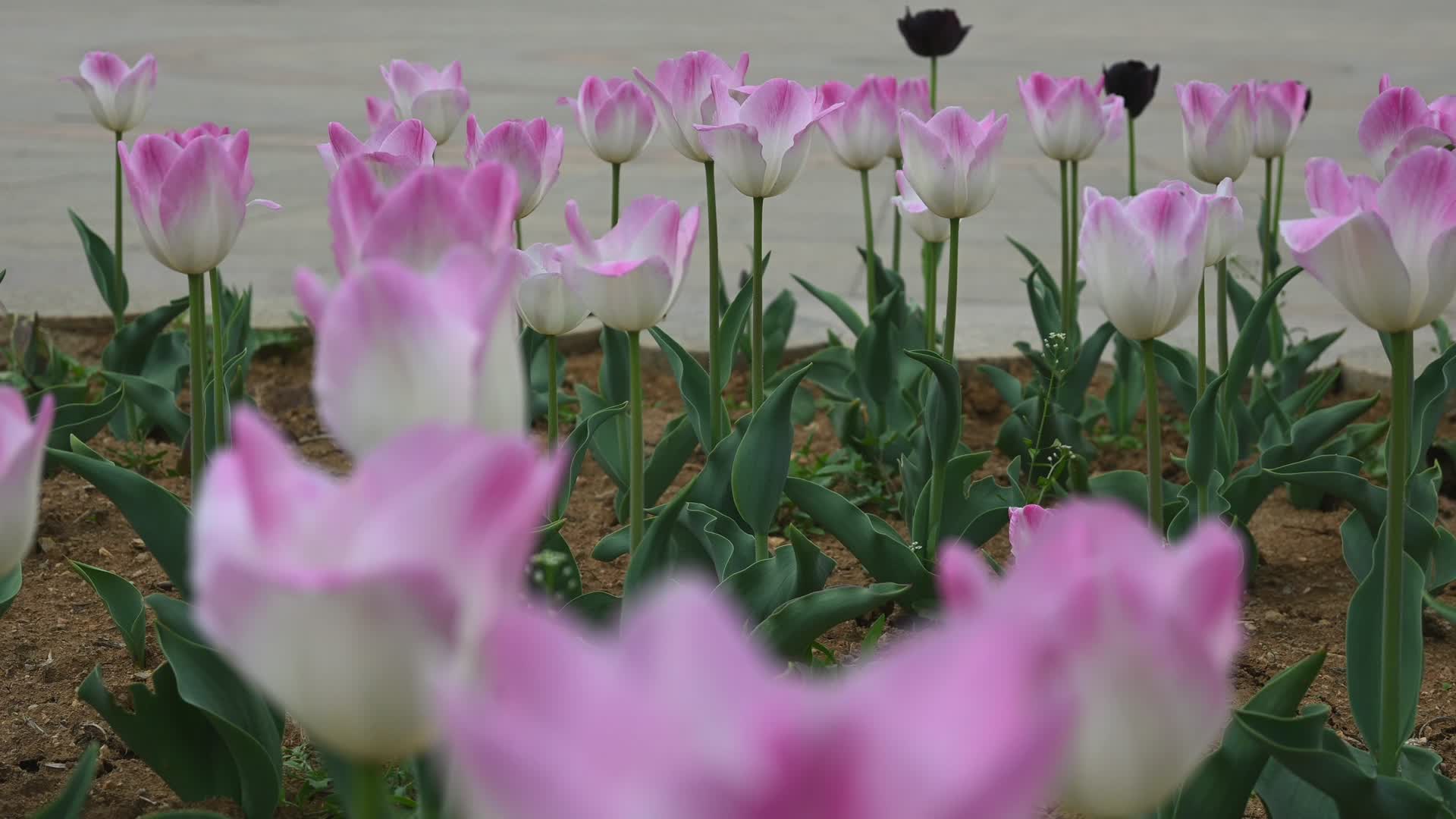 春天公园里盛开的郁金香花海自然风光视频的预览图