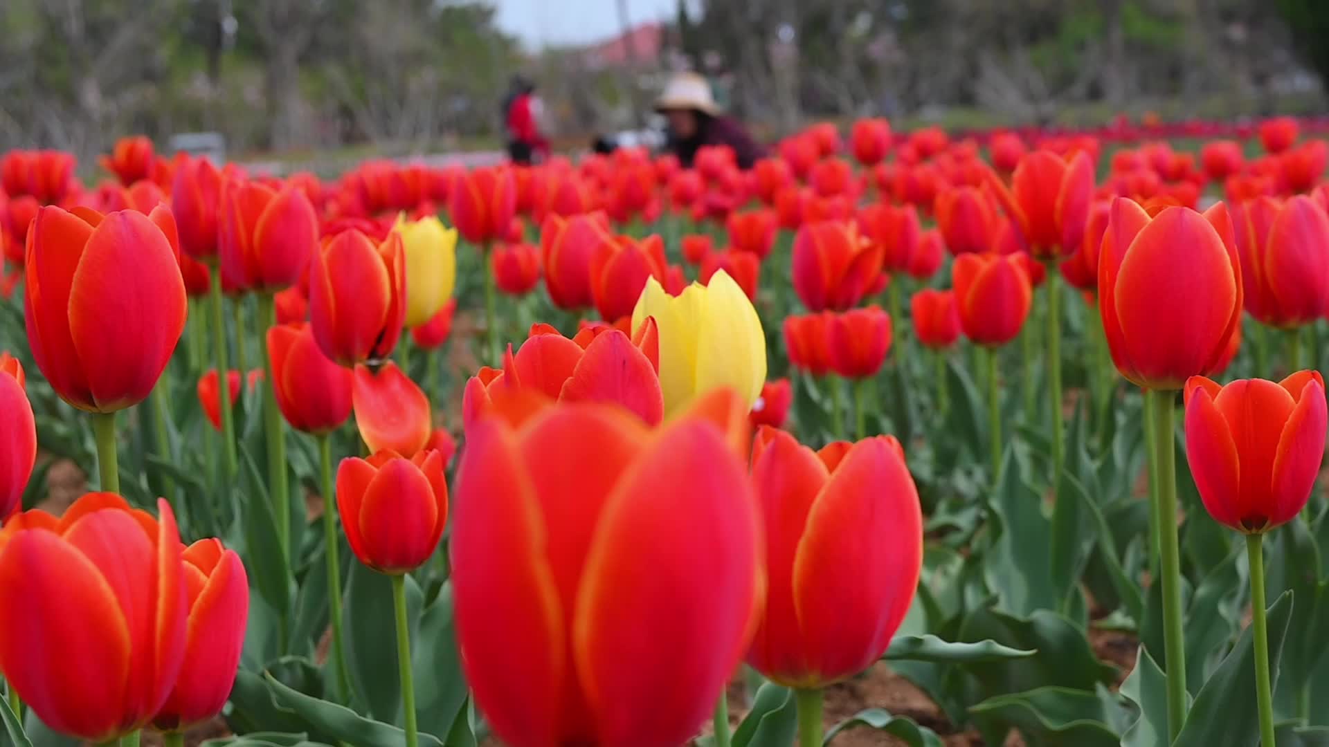 春天公园里盛开的郁金香花海慢镜头视频的预览图