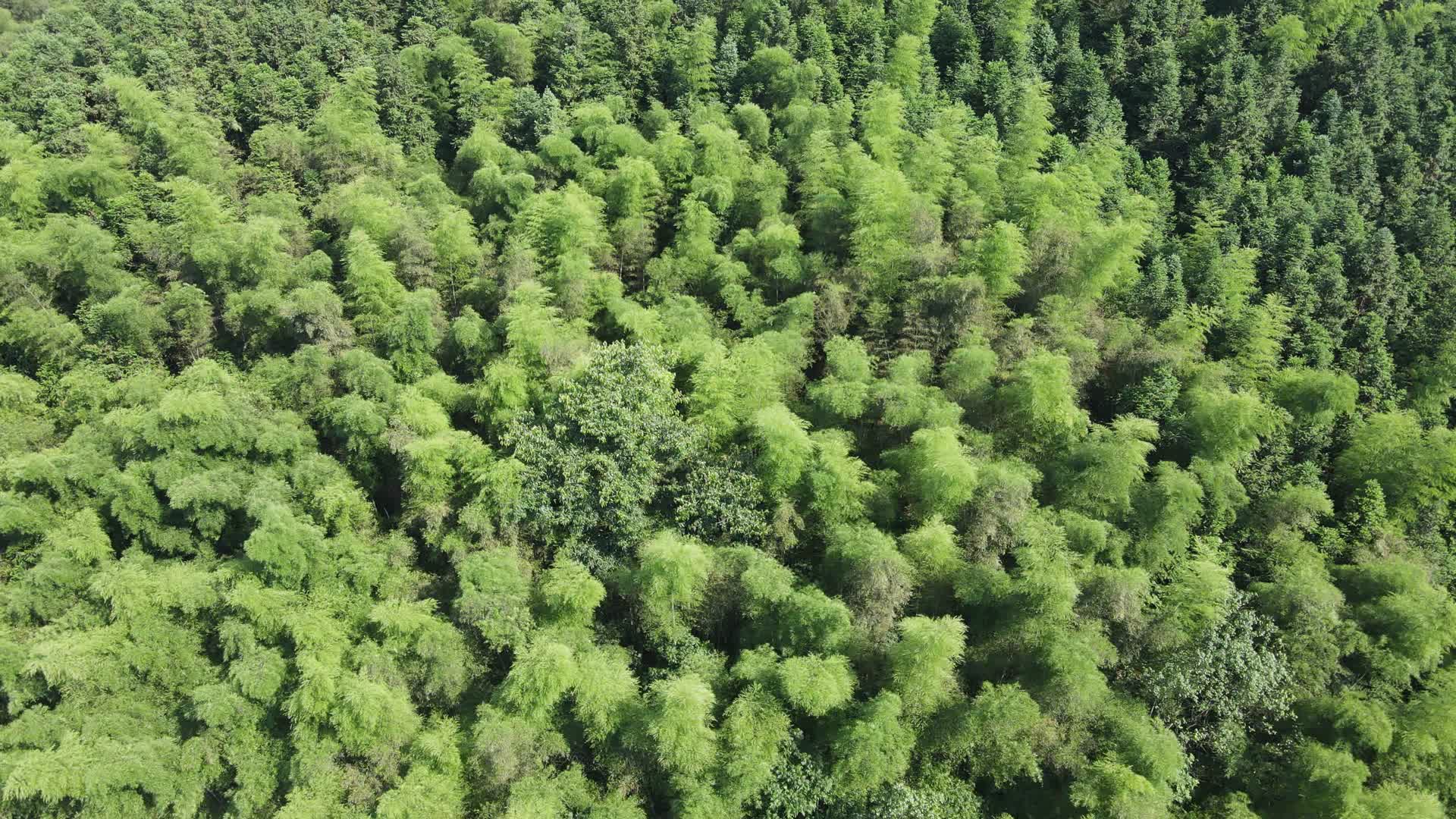 绿色植物竹叶森林航拍视频的预览图