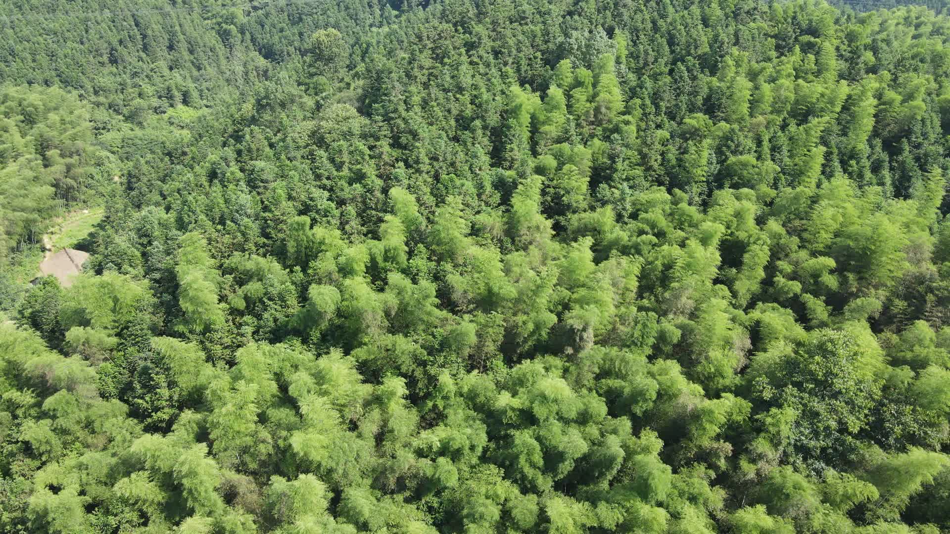 绿色植物竹叶森林航拍视频的预览图