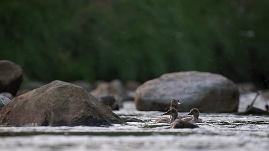 野鸭小溪戏水觅食流水石块视频的预览图
