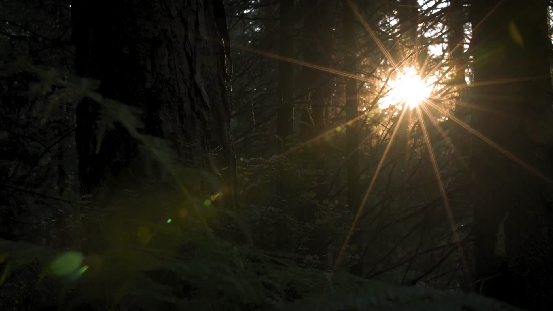 森林阳光唯美合集光影明媚视频的预览图