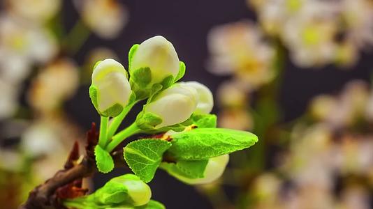 鲜花白色李树李子花含苞待放花开生长舒展延时摄影视频的预览图