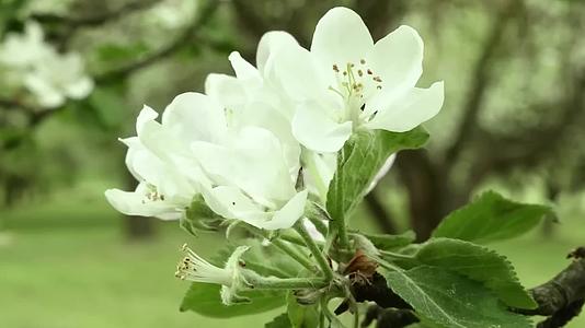 鲜花阳光下的白色苹果花特写随风摇曳视频的预览图