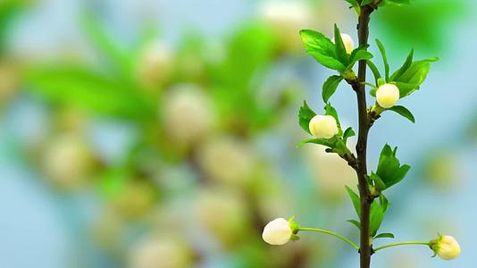 鲜花白色李树李子花含苞待放花开生长舒展延时摄影视频的预览图