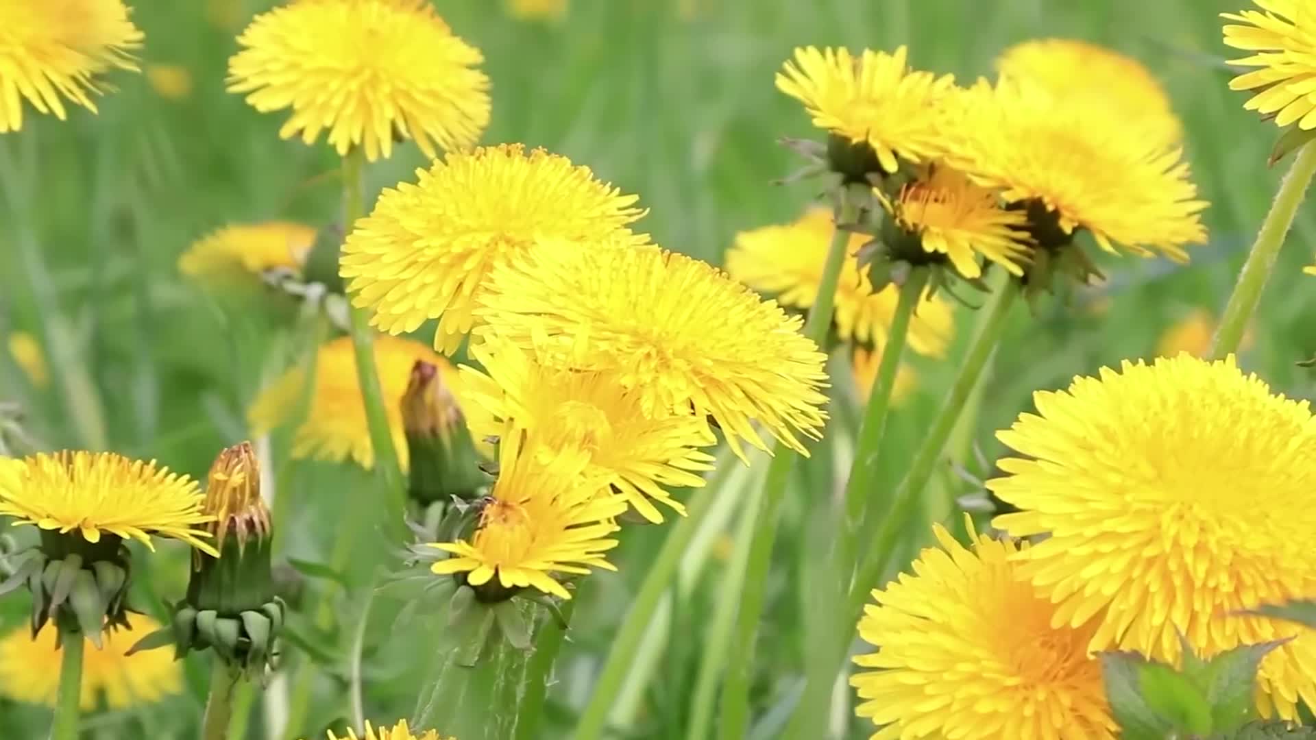鲜花阳光下的黄色蒲公英特平移镜头随风摇曳视频的预览图