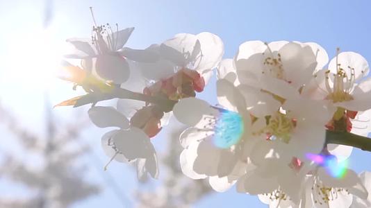 鲜花阳光下的白色杏树杏花特写随风摇曳视频的预览图