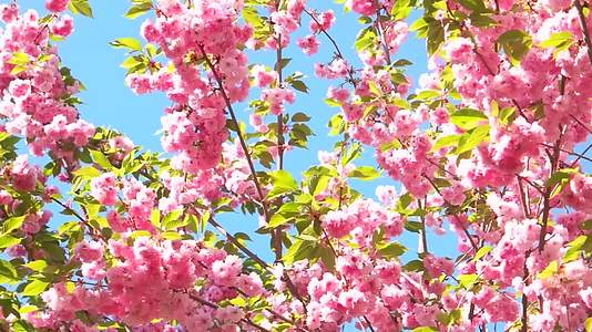 鲜花阳光下的红粉色江户东京日本樱花特写随风摇曳视频的预览图
