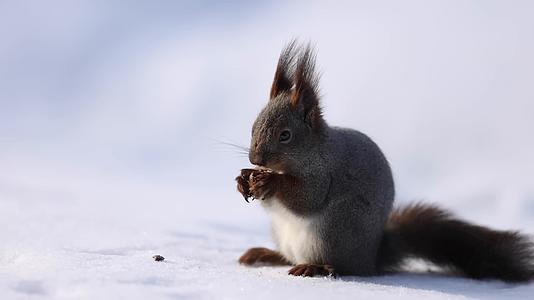松鼠冬季雪地吃坚果视频的预览图