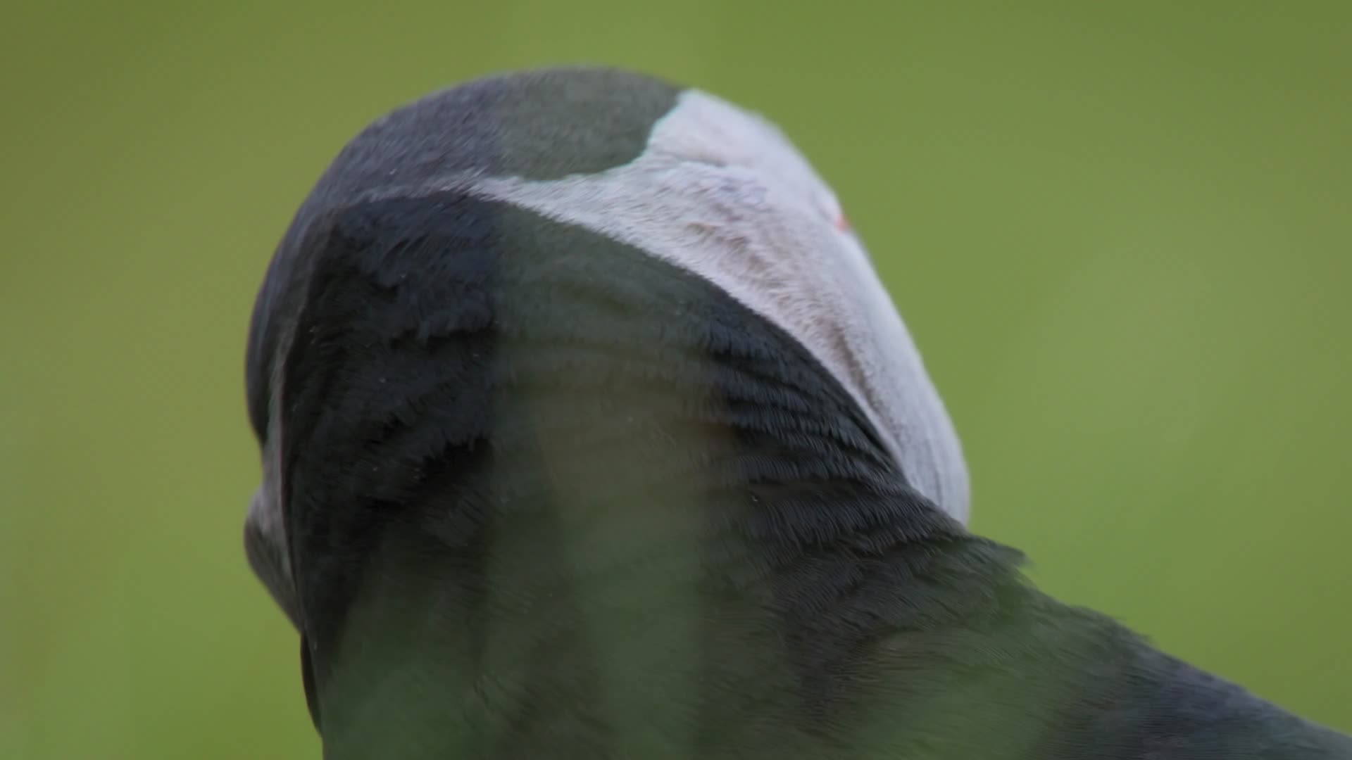 野生红嘴海雀海鸟特写视频的预览图