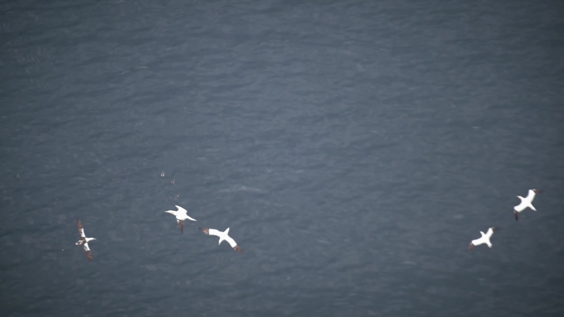 海鸥海鸟海面飞翔慢镜头视频的预览图