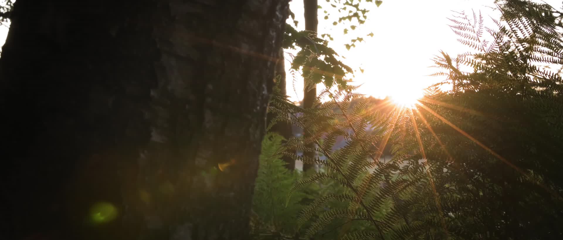 傍晚森林阳光植物唯美合集视频的预览图