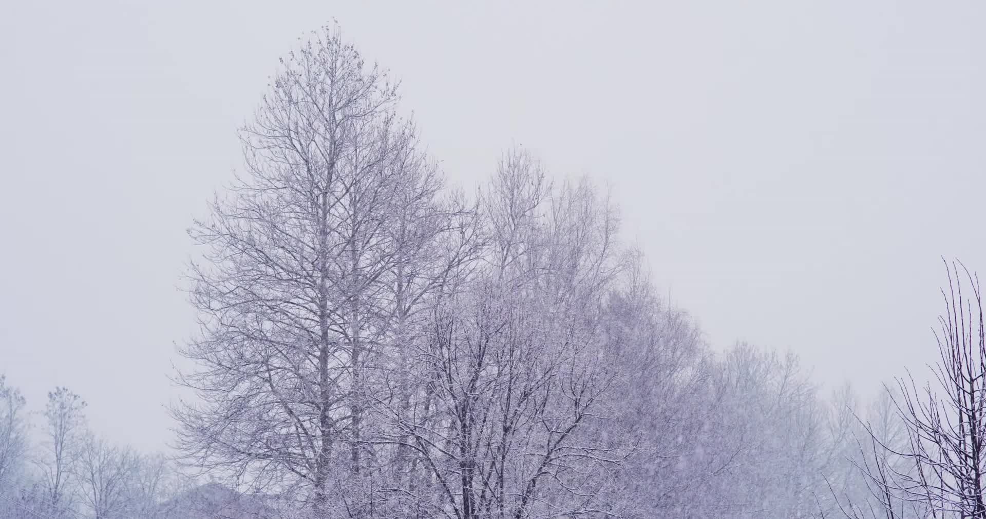 冬季森林大雪漫天雪花飘落视频的预览图