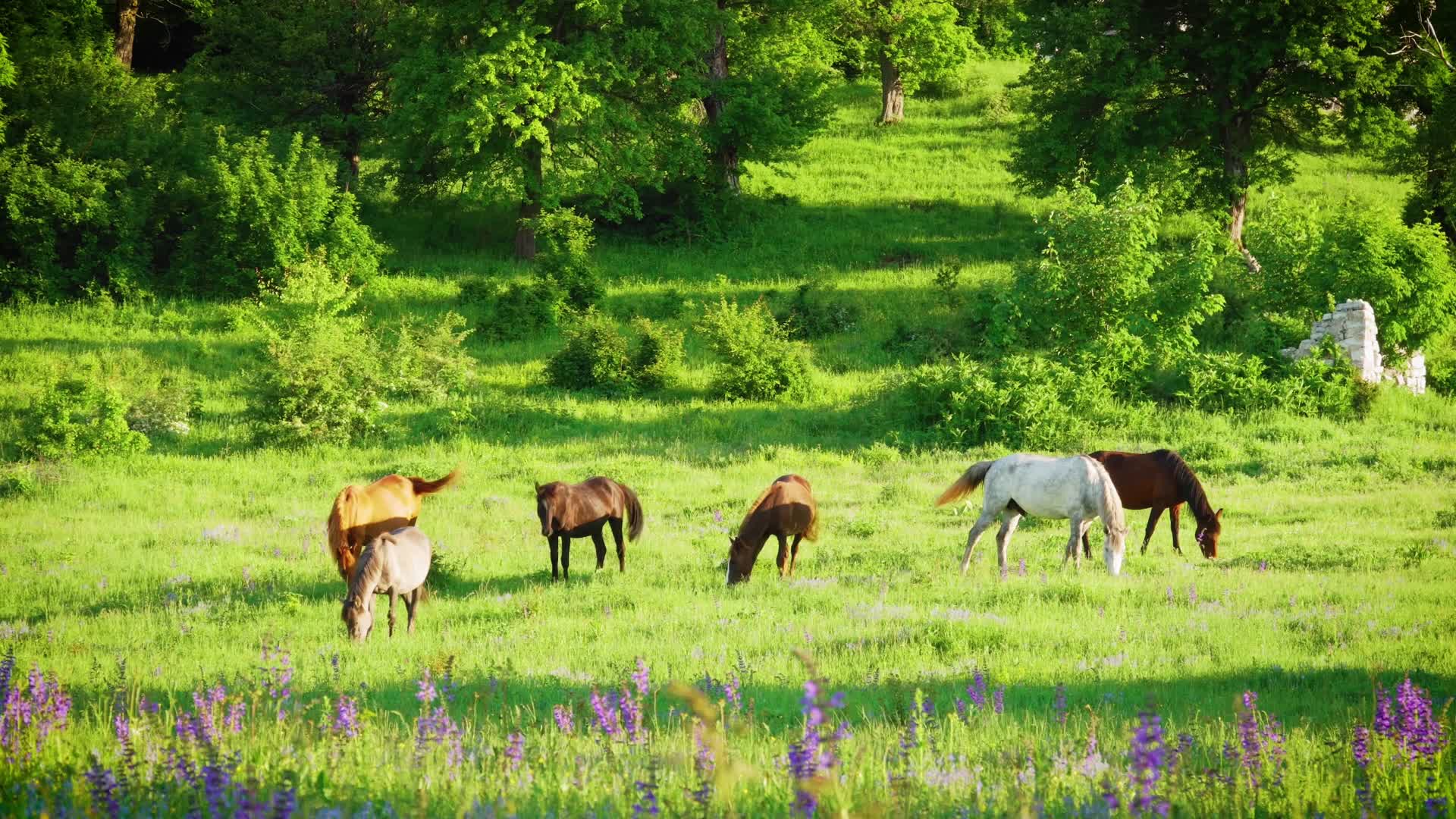 阳光牧场草原马匹吃草明媚夏季视频的预览图