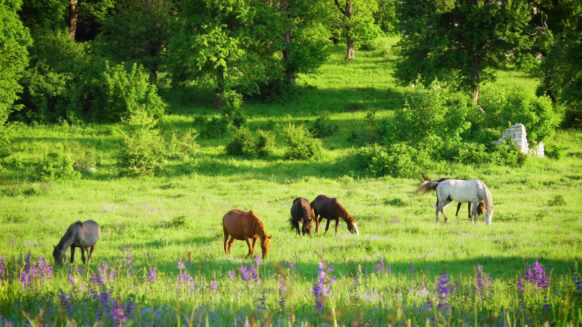 阳光牧场草原马匹吃草明媚夏季视频的预览图