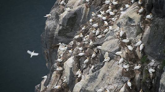 成群信天翁海鸟悬崖栖息视频的预览图