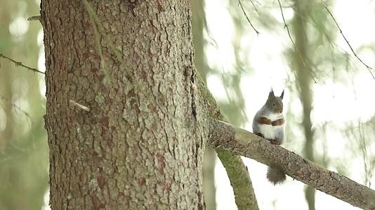 松鼠森林树上玩耍觅食视频的预览图