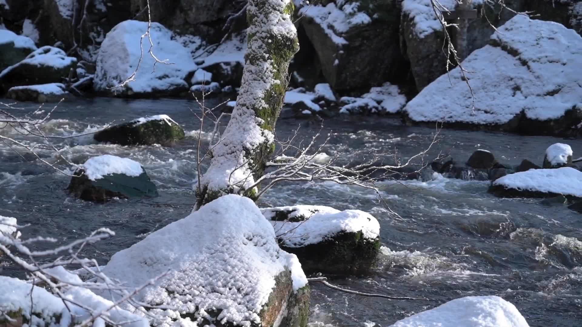 冬季湍急河流积雪植物合集视频的预览图