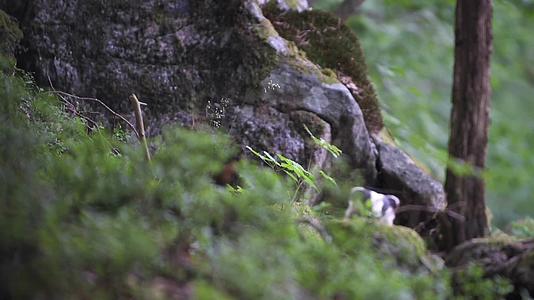 野生獾森林觅食视频的预览图