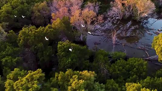 航拍风景自然风光环境春天白鹭鸟群飞过湿地树林森林雨林视频的预览图