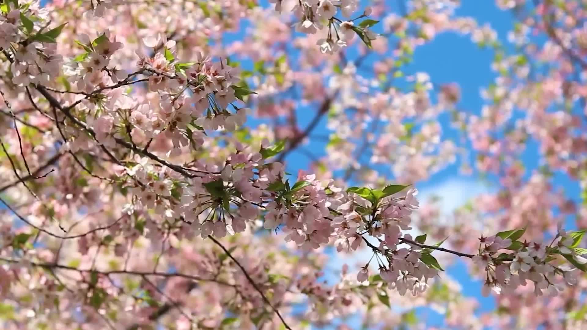 鲜花晴朗天气红粉色江户东京日本樱花特写风景视频的预览图