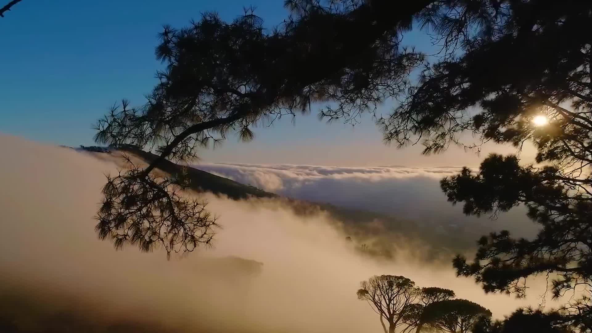 航拍风景林海云海森林树林雨林春天大自然环境地理地貌阳光穿过树梢视频的预览图