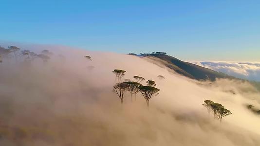 航拍风景森林树林雨林春天大自然环境地理地貌穿越林海云海视频的预览图