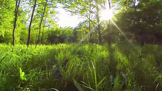 航拍自然环境树林逆光穿梭草地贴地飞行低视角视频的预览图