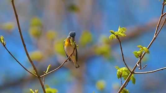 大自然动植物鸟类可爱好看的小鸟蓝翅黄森莺鸟在树枝上特写视频的预览图