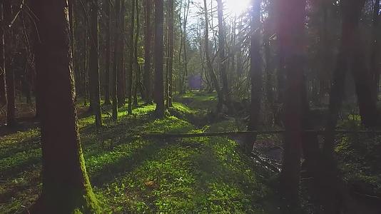 航拍风景大自然环境地理地貌林间阳光森林视频的预览图