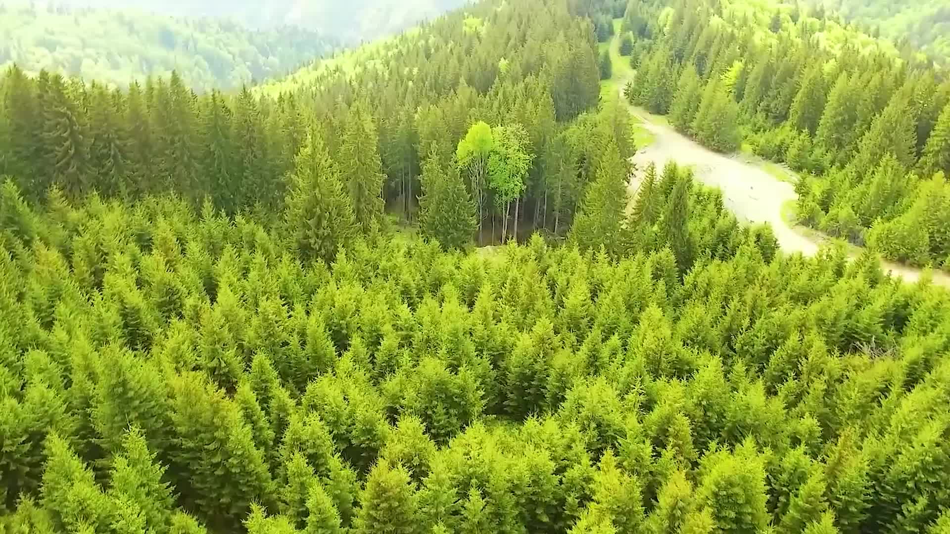 航拍风景森林树林雨林春天大自然环境地理地貌从一片一望无尽的林海飞过视频的预览图