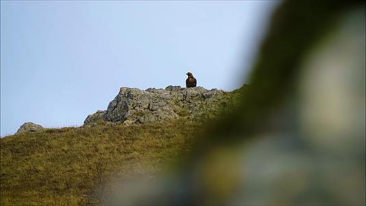 雄鹰在山顶岩石上瞭望寻找猎物视频的预览图