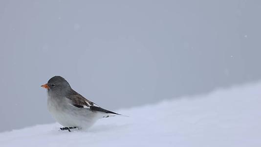 冬季大雪小鸟风雪中觅食视频的预览图