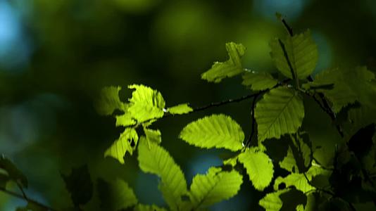 森林阳光穿透树叶特写视频的预览图