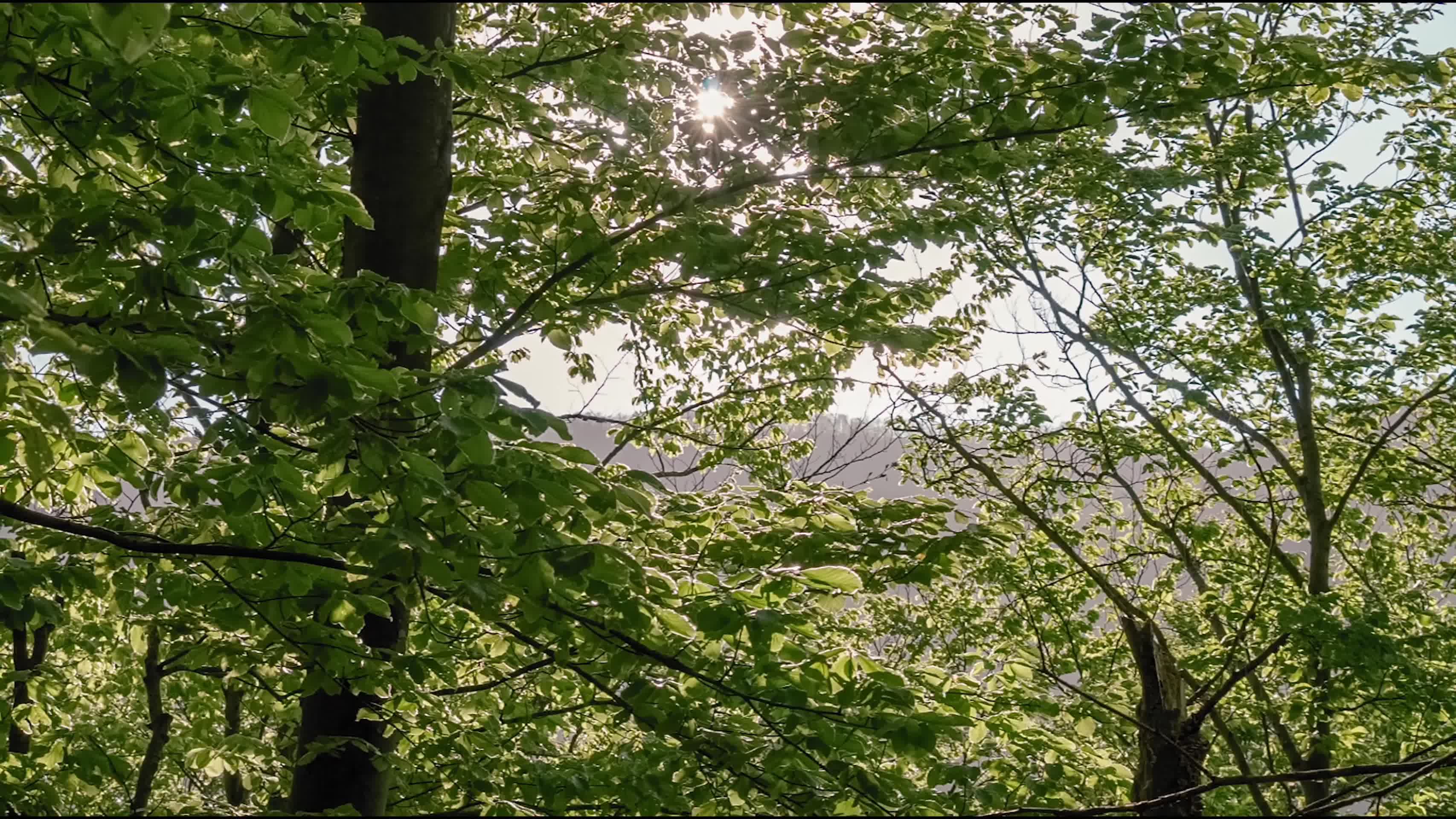 夏季森林正午阳光叶片斑驳光影视频的预览图