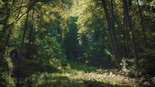 夏季森林正午阳光飞虫飞舞延时视频的预览图