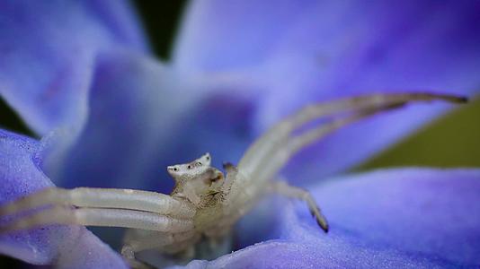 跳蛛蜘蛛花瓣躲藏准备捕食微距特写视频的预览图